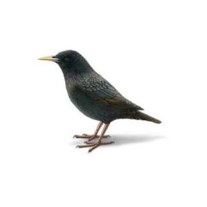 Presto-X "Formerly Fischer" provides information on starling behaviors and prevention in Louisiana and Mississippi.