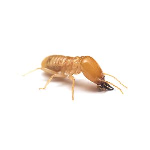 Learn how to identify and prevent subterranean termites in southeast LA and MS - Presto-X "Formerly Fischer".