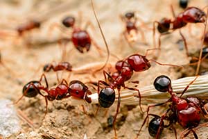 Tawny Ant Or Fire Ant? Know The Difference in New Orleans, SE Louisiana and Mississippi - Presto-X 