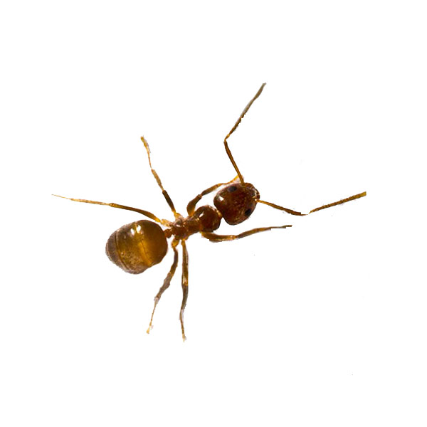 Presto-X "Formerly Fischer" provides information on the tawny crazy ant in southeast LA and MS.