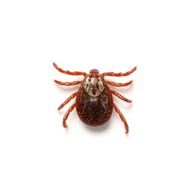Learn how to identify and prevent ticks in southeast LA and MS - Presto-X "Formerly Fischer"