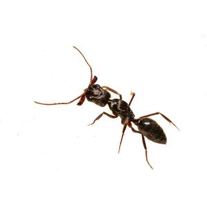 Presto-X "Formerly Fischer" provides information on the trap jaw ant in New Orleans LA area.
