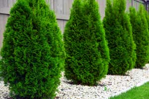 Presto-X, formerly Fischer Environmental provides tree and shrub services in SE Louisiana and Mississippi.