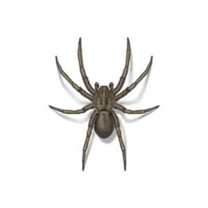 Presto-X "Formerly Fischer" provides information on controlling and preventing wolf spiders in Hammond and Mandeville LA.