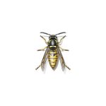 Learn how to identify and prevent yellow jacket hornets in New Orleans and Mandeville LA - Presto-X "Formerly Fischer"