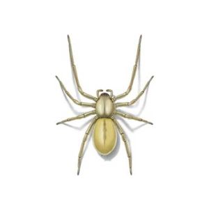 Presto-X "Formerly Fischer" provides information on the sac spider in southeast LA and MS.