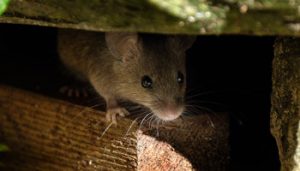 How to prevent rats and mice during rodent season in LA and MI - Presto-X Formerly Fischer Environmental