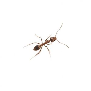 Argentine Ant Identification, Habits & Behavior from Presto-X Formerly Fischer