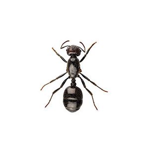 little-black-ant