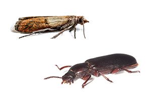 Identifying and controlling Indianmeal moths and confused flour beetles in SE Louisiana - Presto-X Formerly Fischer