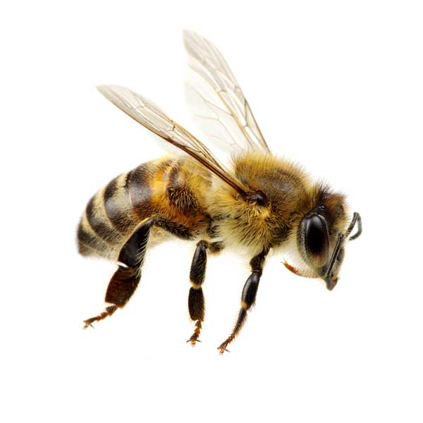 Honey bee identification in SE Louisiana and Mississippi - Presto-X "Formerly Fischer"