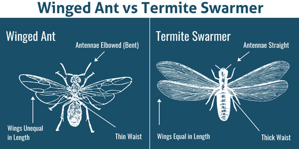 Winged ant vs. termite in SE Louisiana - Presto-X "Formerly Fischer"