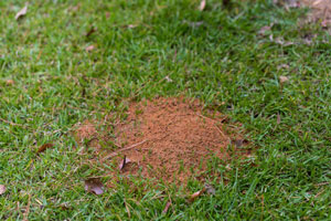 How to get rid of fire ants in Louisiana and Mississippi - Presto-X "Formerly Fischer"