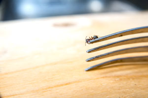 Signs of an ant infestation in Mississippi and Louisiana - Presto-X "Formerly Fischer"