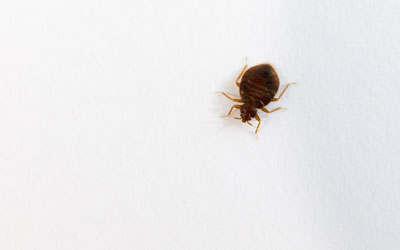 Myths about bed bugs in Se Louisiana and Mississippi - Presto-X "Formerly Fischer"