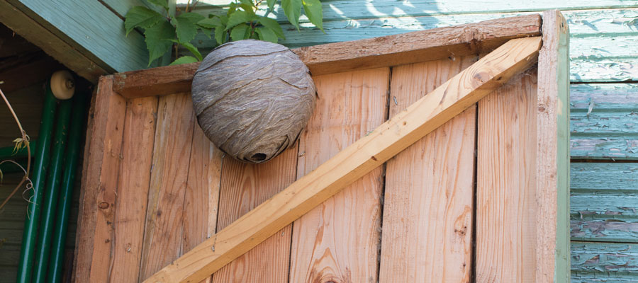 Tips for Identifying Wasp Nests | Presto-X "Formerly Fischer"