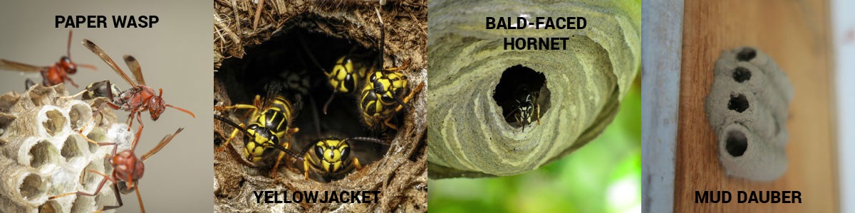 Wasp nest information in SE Louisiana and Mississippi - Presto-X "Formerly Fischer"