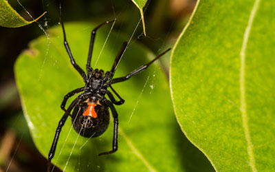 Black widows are a dangerous spider in the SE Louisiana area - Presto-X "Formerly Fischer"