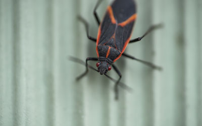 Boxelder bugs are common fall invaders in SE Louisiana - Presto-X "Formerly Fischer"