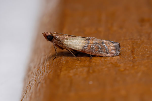 Indian meal moths are a common pantry pest in SE Louisiana and Mississippi - Presto-X "Formerly Fischer"