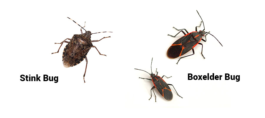 Stink bug and boxelder bug identification in SE Louisiana and Mississippi - Presto-X "Formerly Fischer"