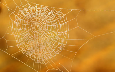 Fall spiders are common in SE Louisiana and Mississippi - Presto-X "Formerly Fischer"