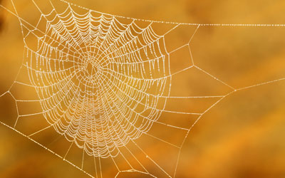 Fall spiders are common in SE Louisiana and Mississippi - Presto-X "Formerly Fischer"