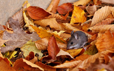 Rodents are seasonal pests in SE Louisiana and Mississippi - Presto-X "Formerly Fischer"