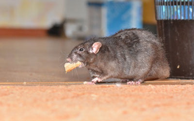 Rodents are entering properties in SE Louisiana - Presto-X "Formerly Fischer"