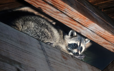 Raccoons are a common pest in the winter in SE Louisiana and Mississippi - Presto-X "Formerly Fischer"