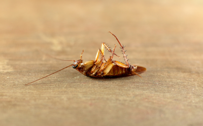 Tips to prevent cockroaches in SE Louisiana and Mississippi - Presto-X "Formerly Fischer"
