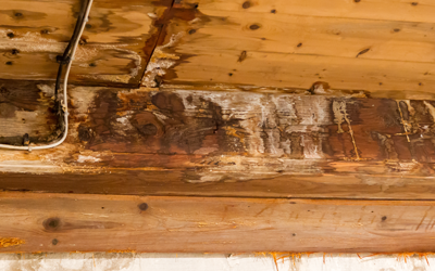 Termites and mold are often discovered in the same homes in Louisiana and Mississippi - Presto-X "Formerly Fischer"