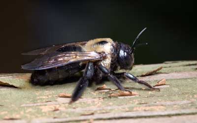 Will carpenter bees sting me in SE Louisiana or Mississippi? - Presto-X, formerly Fischer Environmental
